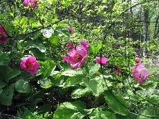 Пион кавказский (кавахский) 005